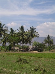 view over fields Harvested peanuts infront of farm houses